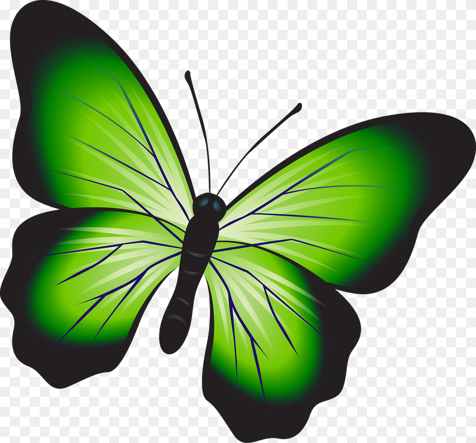 Butterfly Colorful Green Free Photo, Light, Art, Graphics, Animal Png