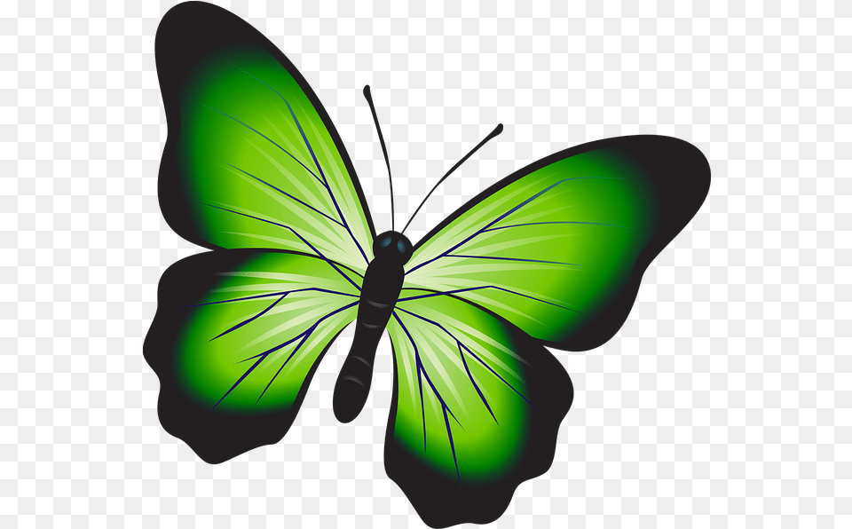 Butterfly Colorful Green Kupu Kupu Warna Hijau, Light, Art, Graphics, Animal Free Png Download