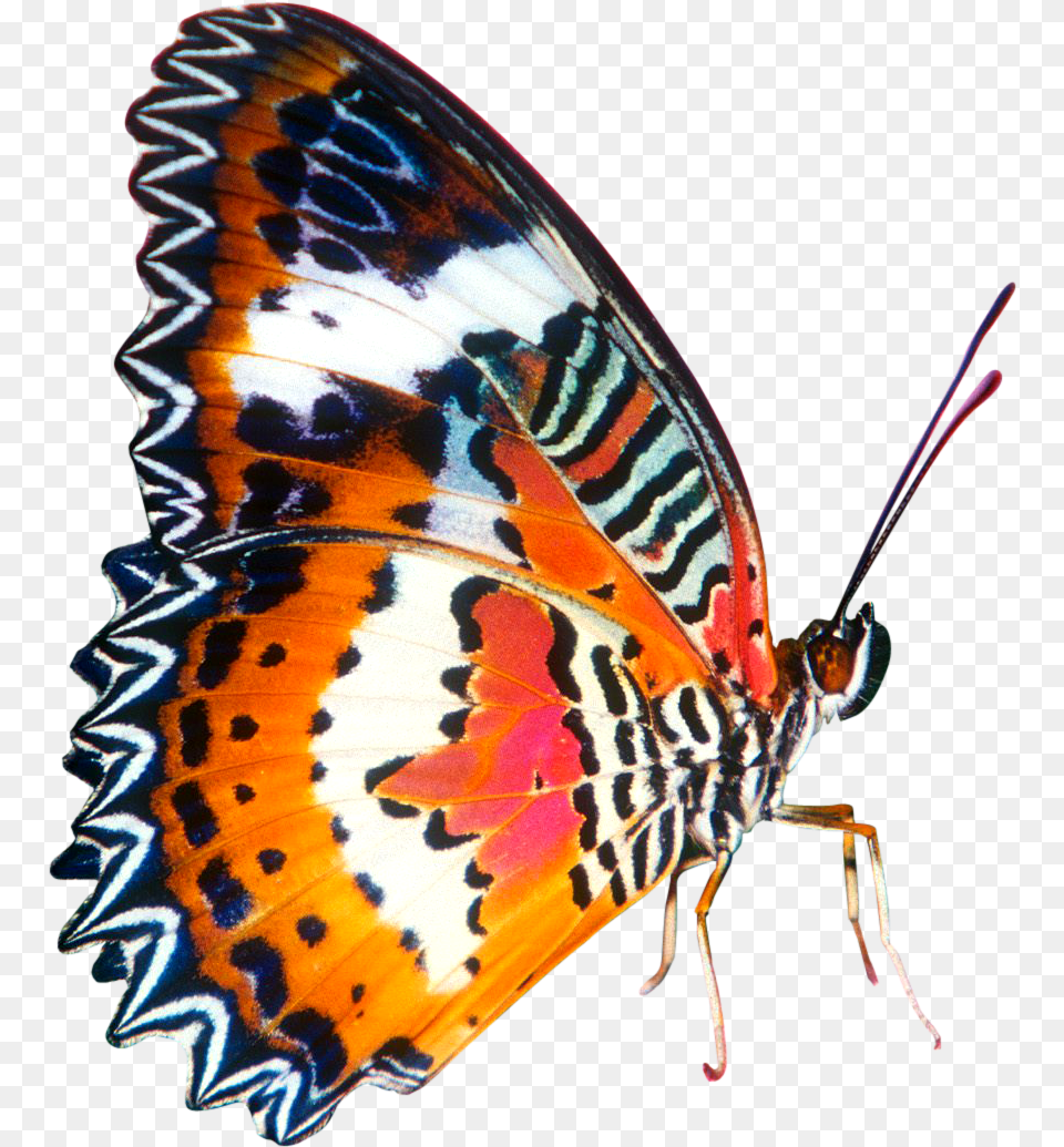 Butterfly Colourful In Big Size Background Butterfly Images, Animal, Insect, Invertebrate Free Png Download