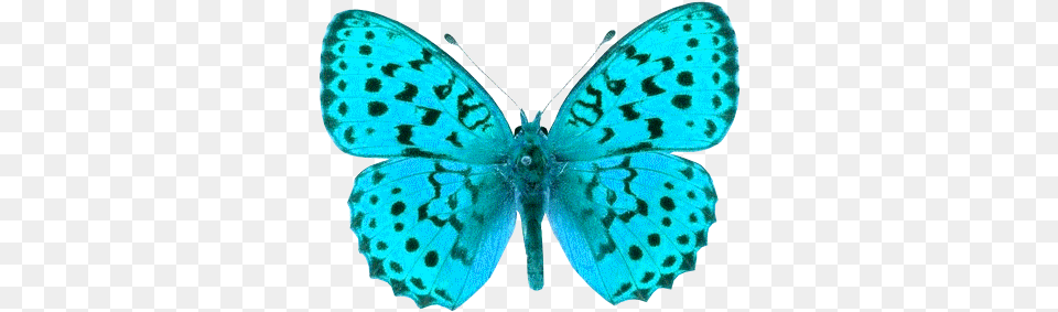 Butterfly Crazy Luxury Images Butterfly Pictures Transparent Background, Animal, Insect, Invertebrate, Moth Free Png