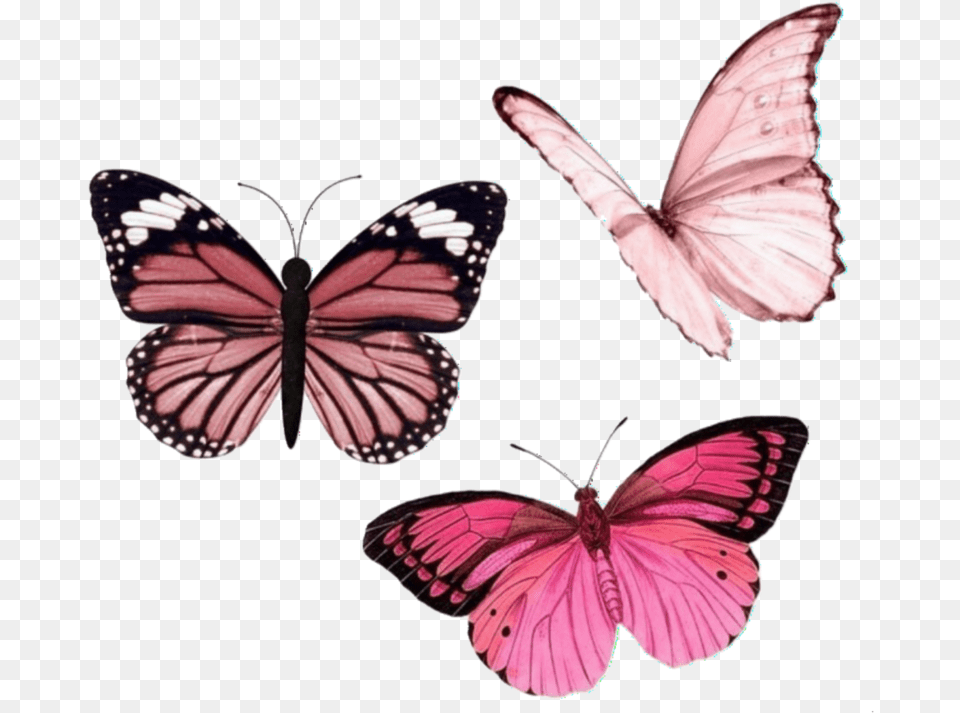 Butterfly Cyber And Overlay Image Pink Butterfly Aesthetic, Animal, Insect, Invertebrate Free Png Download