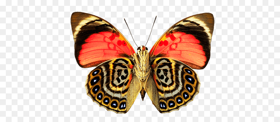 Butterfly Dots, Animal, Insect, Invertebrate Png Image