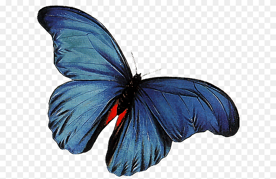 Butterfly Animations Butterfly Animated Gif, Animal, Insect, Invertebrate, Person Free Png Download