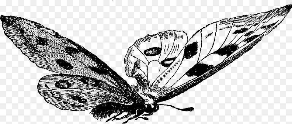 Butterfly Butterfly Vintage Black And White Illustration, Art Free Png Download