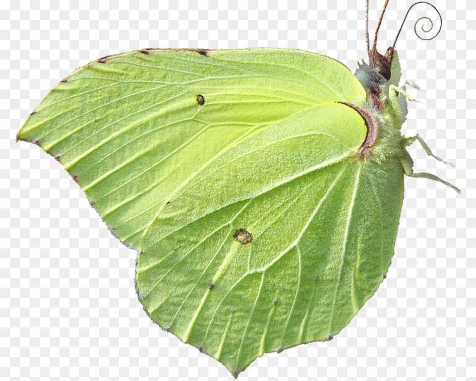 Butterfly Mimetismo Animal, Leaf, Plant, Insect, Invertebrate Free Png Download