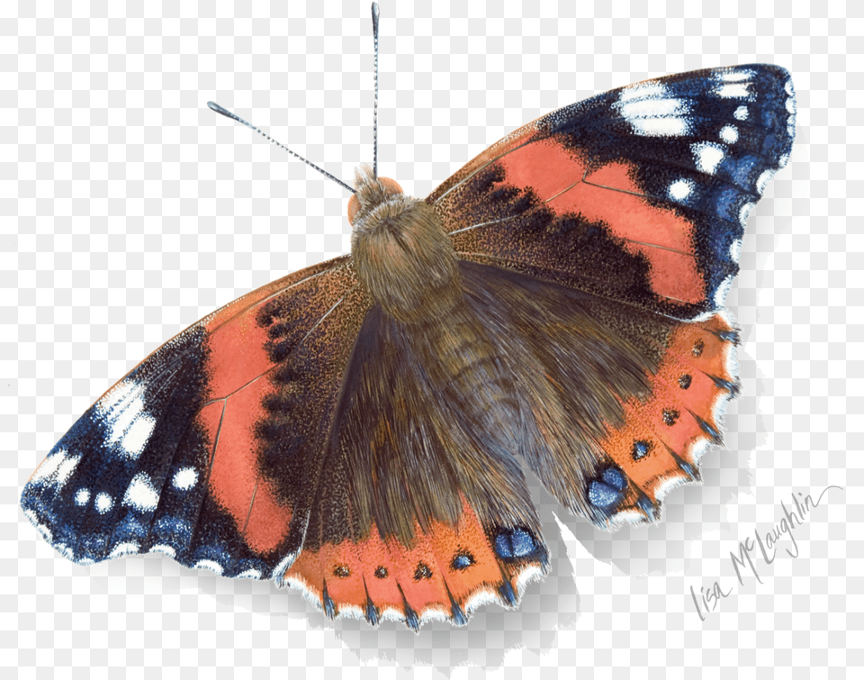 Butterfly Exhibit Red Admiral Butterfly Watercolour, Animal, Insect, Invertebrate, Moth Free Png Download