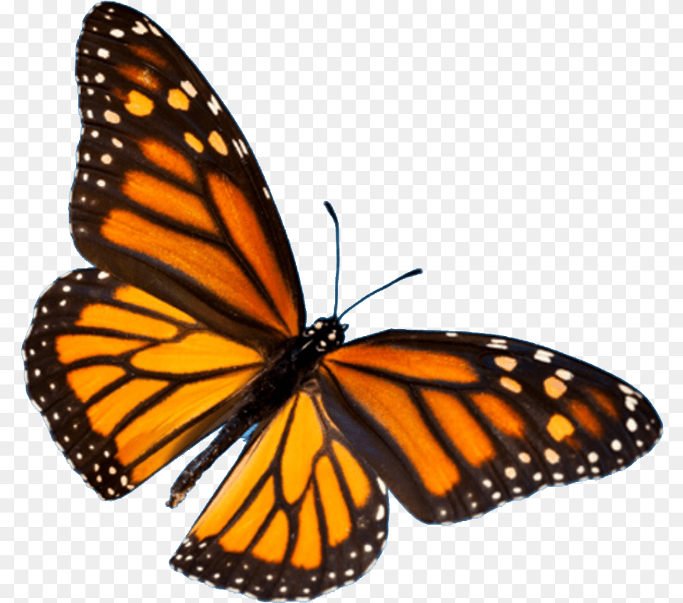 Butterfly Festival Easy Monarch Butterfly Painting, Animal, Insect, Invertebrate Free Transparent Png