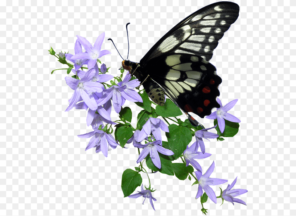 Butterfly Flower Butterfly On Flower Transparent, Geranium, Plant, Acanthaceae, Petal Free Png Download