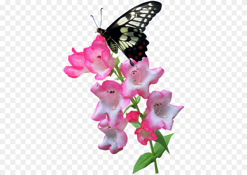 Butterfly Flower Summer Plant Insect Butterfly On The Flower, Geranium, Petal Free Transparent Png