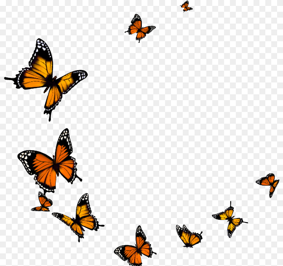 Butterfly Fly Download Flying Butterfly Background, Animal, Insect, Invertebrate, Monarch Free Transparent Png
