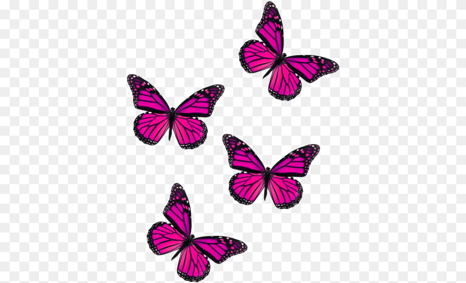 Butterfly Fly Pink Butterflies Pink Butterfly, Purple, Animal, Insect, Invertebrate Free Png Download