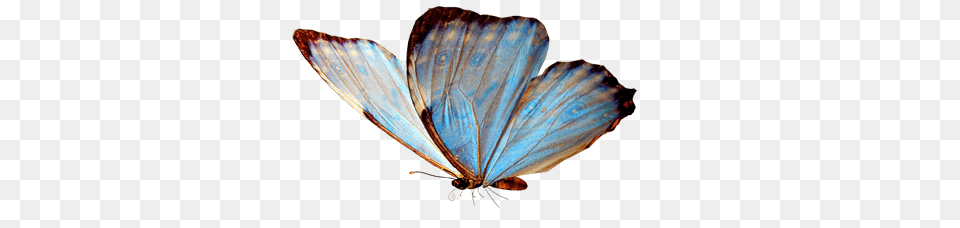 Butterfly Flying, Animal, Insect, Invertebrate Png