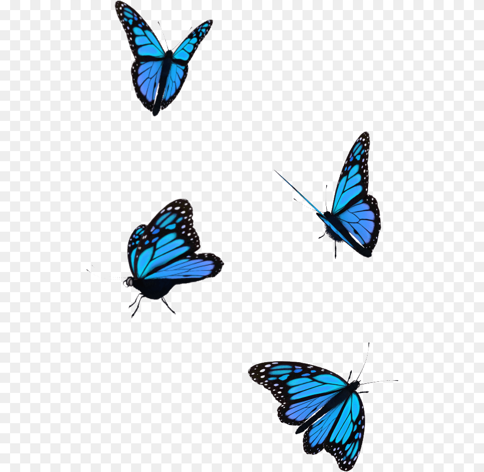 Butterfly Flying Gif, Animal, Insect, Invertebrate Free Png