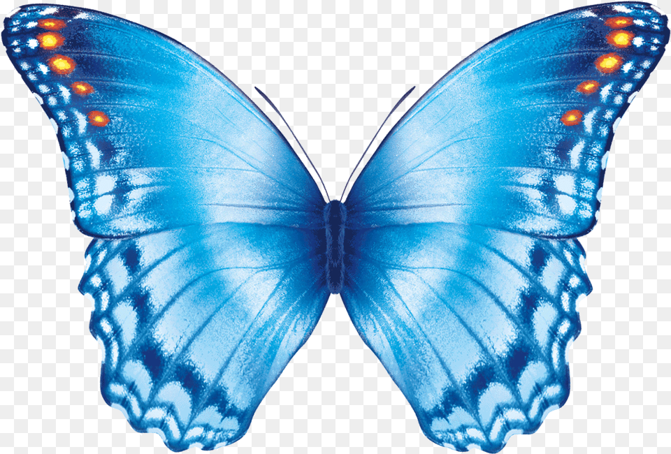 Butterfly Flying Gif Transparent Background Butterfly Gif, Animal, Insect, Invertebrate, Person Png