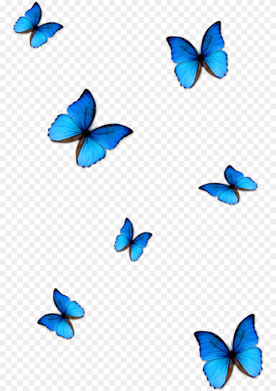 Butterfly For Editing Background Blue Butterflies, Animal, Insect, Invertebrate Free Png Download