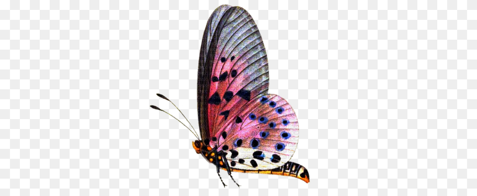 Butterfly Format Butterfly, Animal, Insect, Invertebrate Png Image