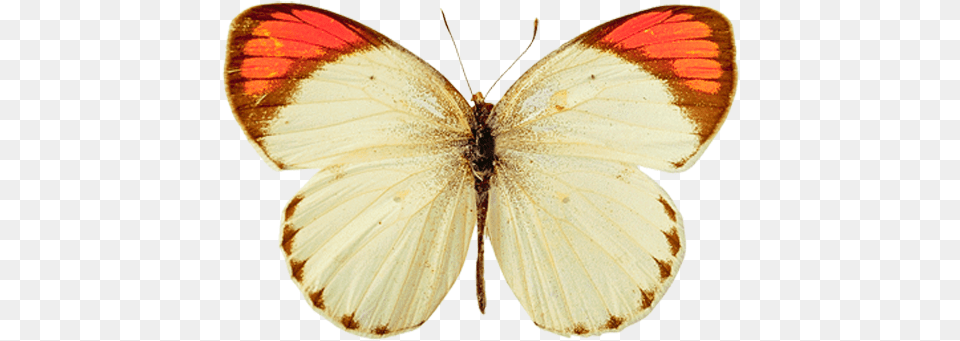 Butterfly Free Picture Download White And Yellow Butterfly, Animal, Insect, Invertebrate Png Image