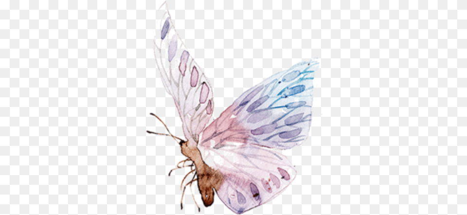 Butterfly Freetoedit Ftestickers Wings Transparent Watercolor Pastel Butterfly, Animal, Insect, Invertebrate, Moth Png