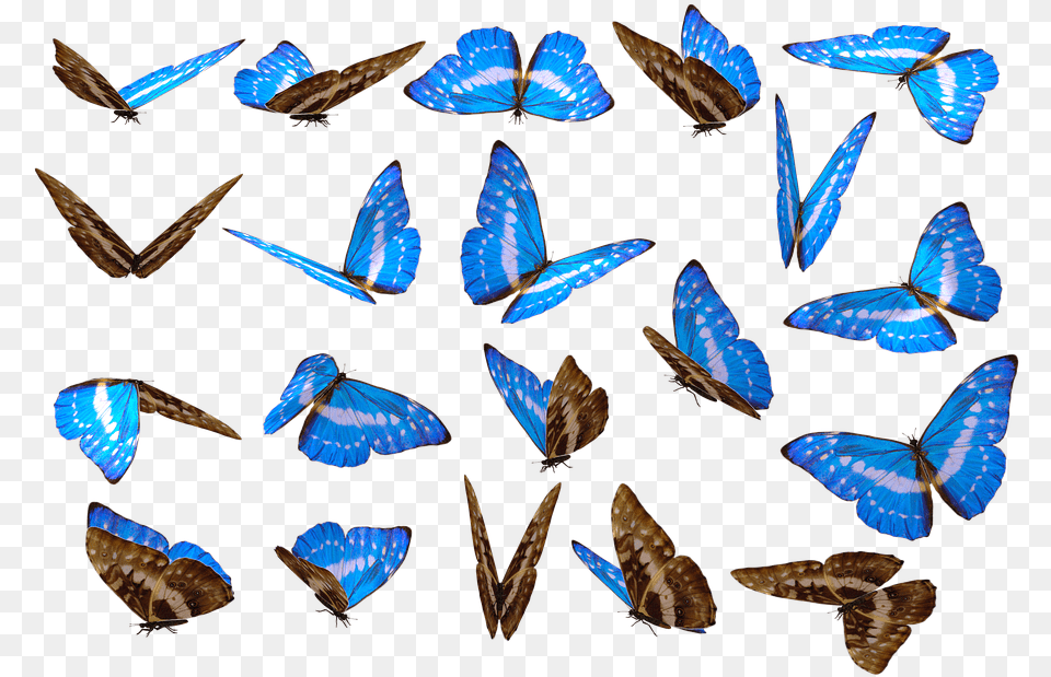 Butterfly Full Hd, Animal, Insect, Invertebrate, Bird Png Image