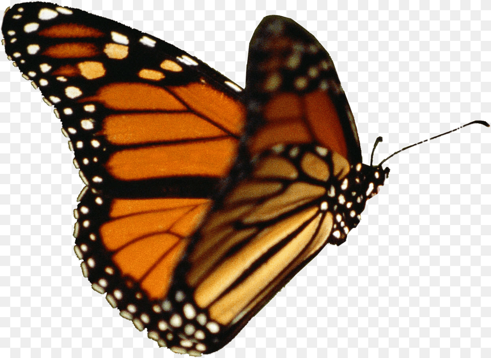 Butterfly Gif Background, Animal, Insect, Invertebrate, Monarch Png Image