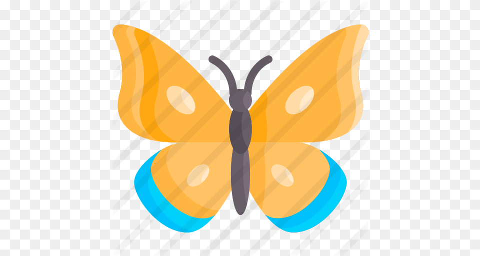 Butterfly Girly, Animal, Insect, Invertebrate, Moth Png Image
