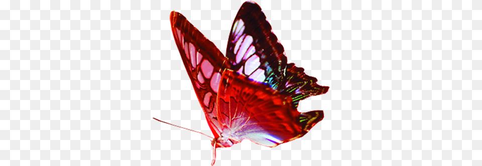 Butterfly Gratis Red Transparent Background Format Butterflies, Animal, Insect, Invertebrate, Food Free Png Download