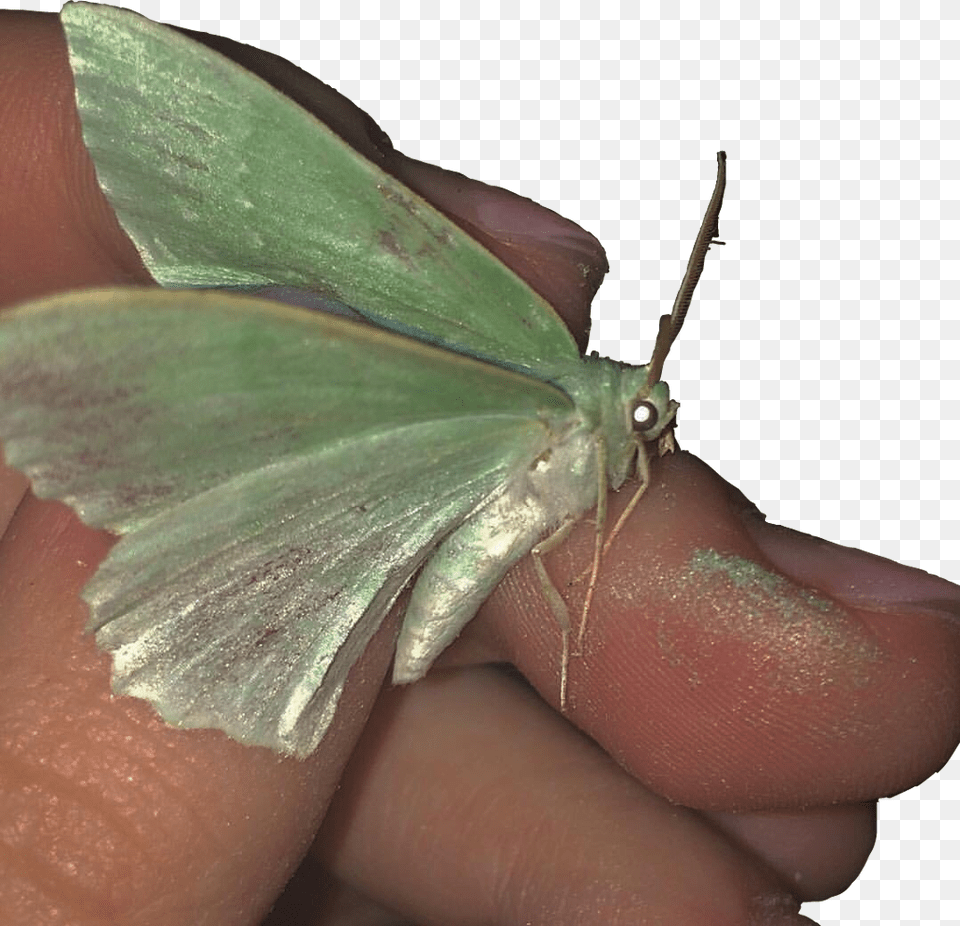 Butterfly Green Aesthetic 90s 90 S Aesthetic Green Butterfly, Body Part, Finger, Hand, Person Png