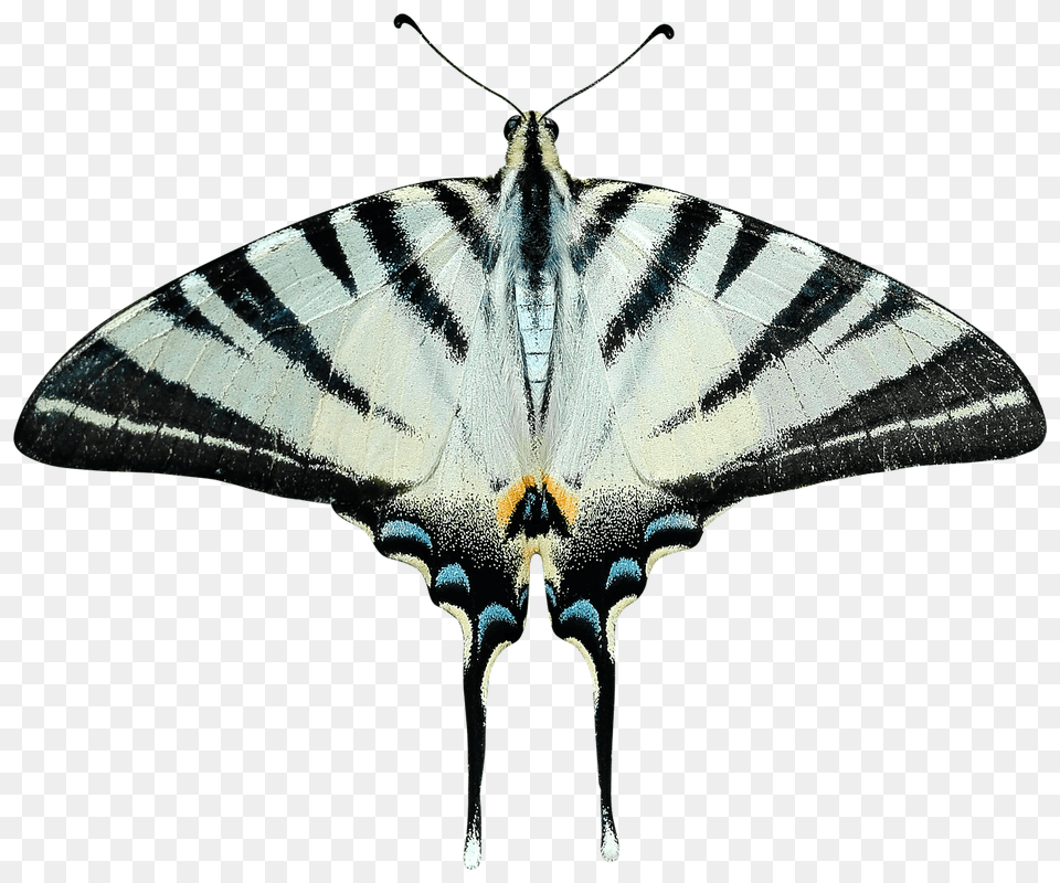 Butterfly Grey And Black, Animal, Insect, Invertebrate, Moth Free Png Download