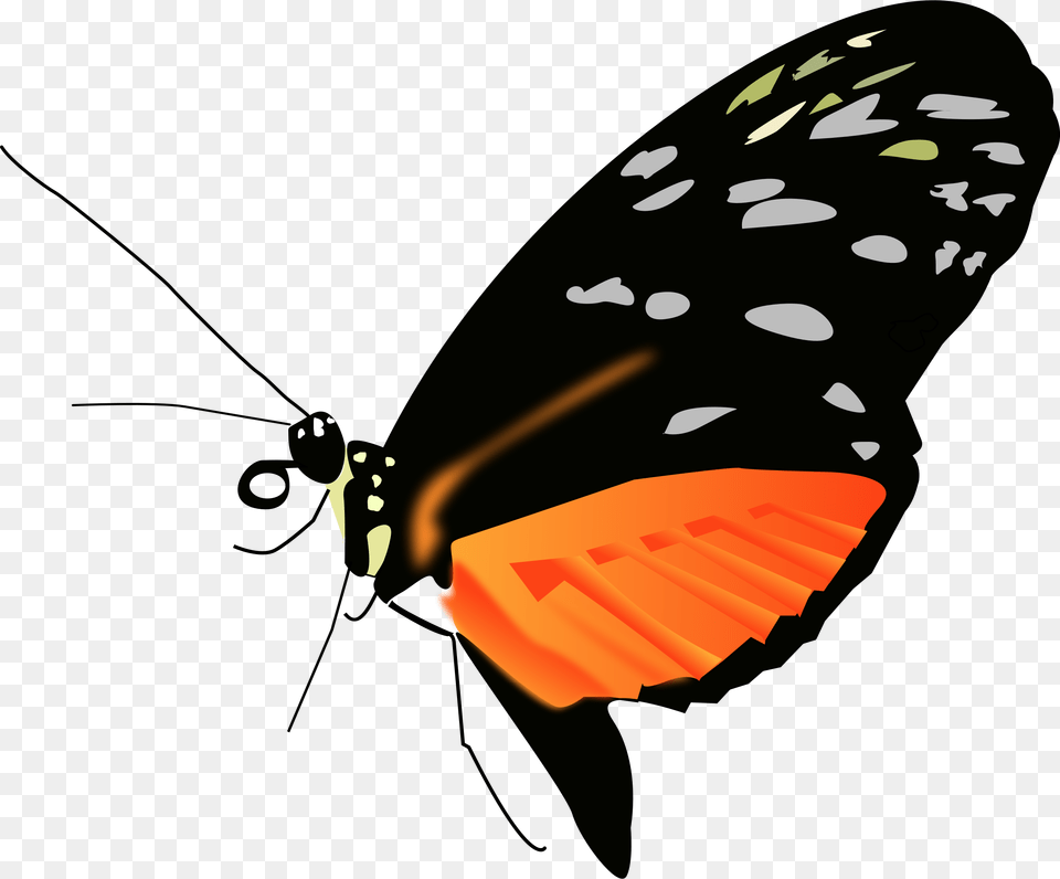 Butterfly Hd Transparent Butterfly Hd Images, Animal, Insect, Invertebrate, Monarch Png