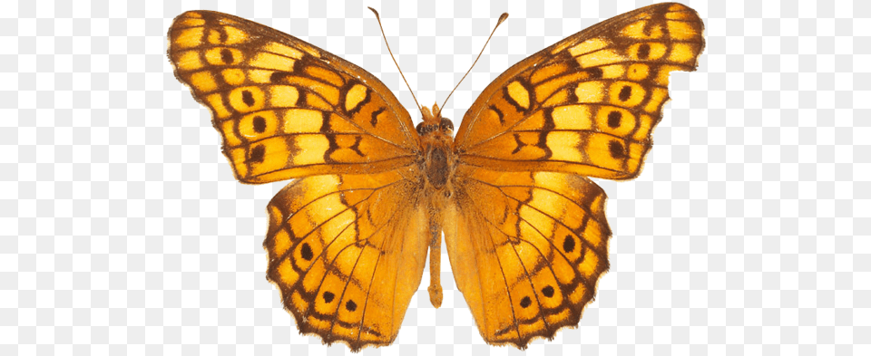 Butterfly High Quality Light Orange Yellow Butterfly, Animal, Insect, Invertebrate Png