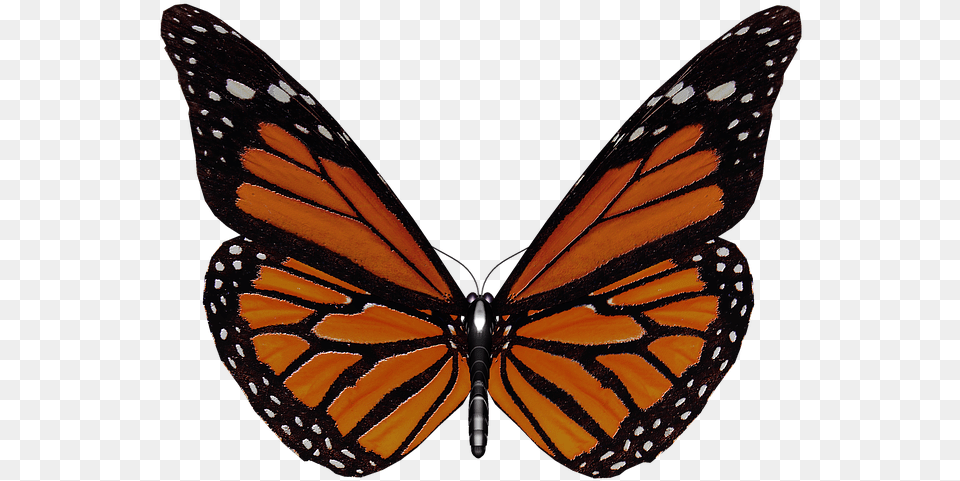 Butterfly Illustration 21 Buy Clip Art Papillon Ailes, Animal, Insect, Invertebrate, Monarch Free Transparent Png