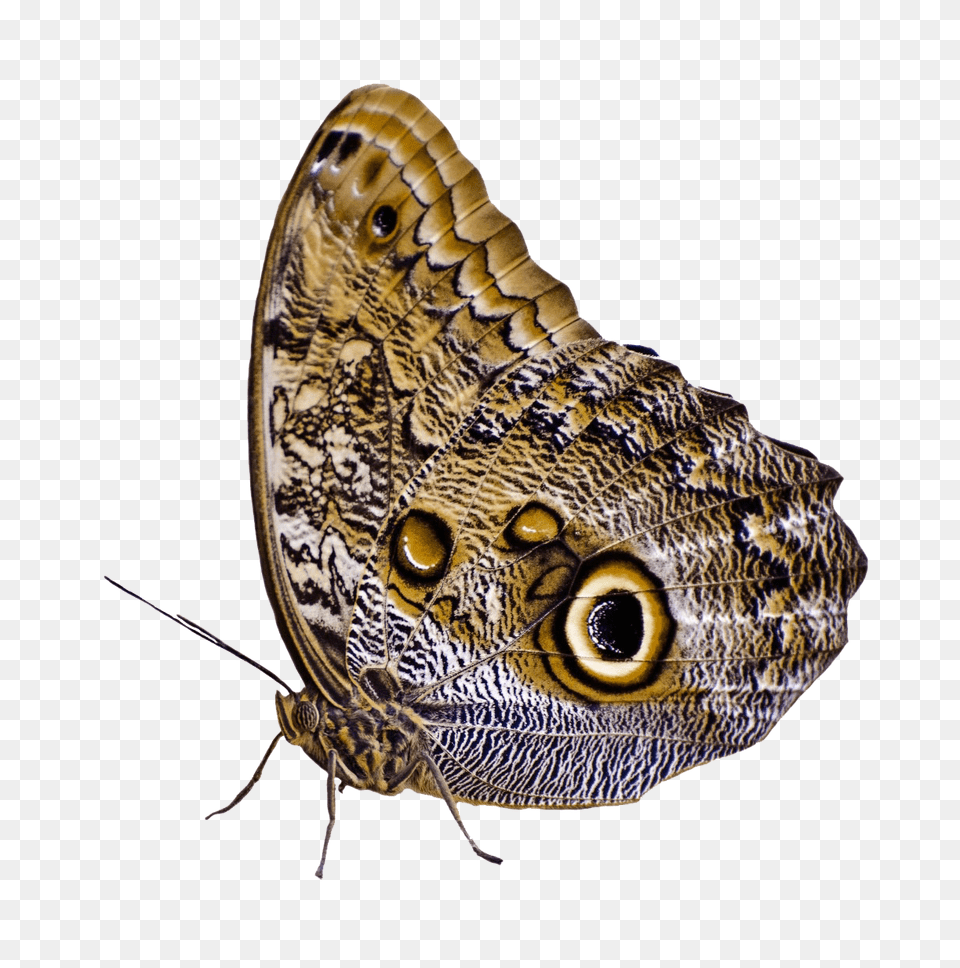 Butterfly Image, Animal, Fish, Sea Life, Insect Png