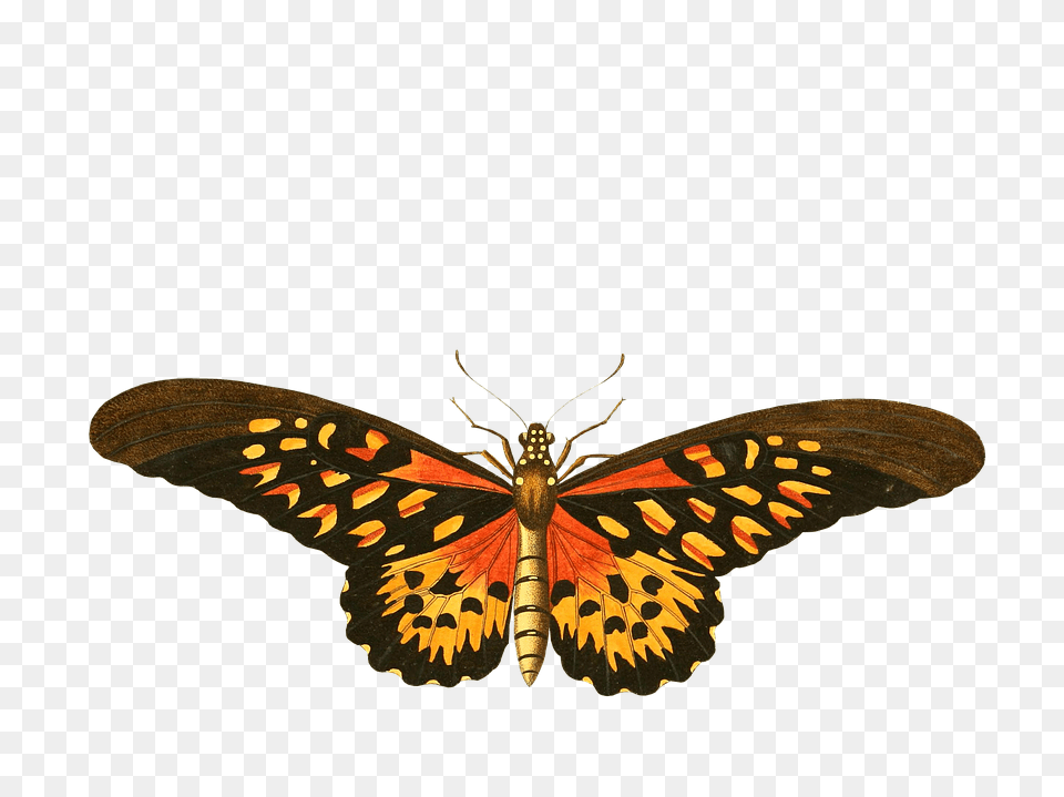 Butterfly Image, Animal, Insect, Invertebrate Free Png