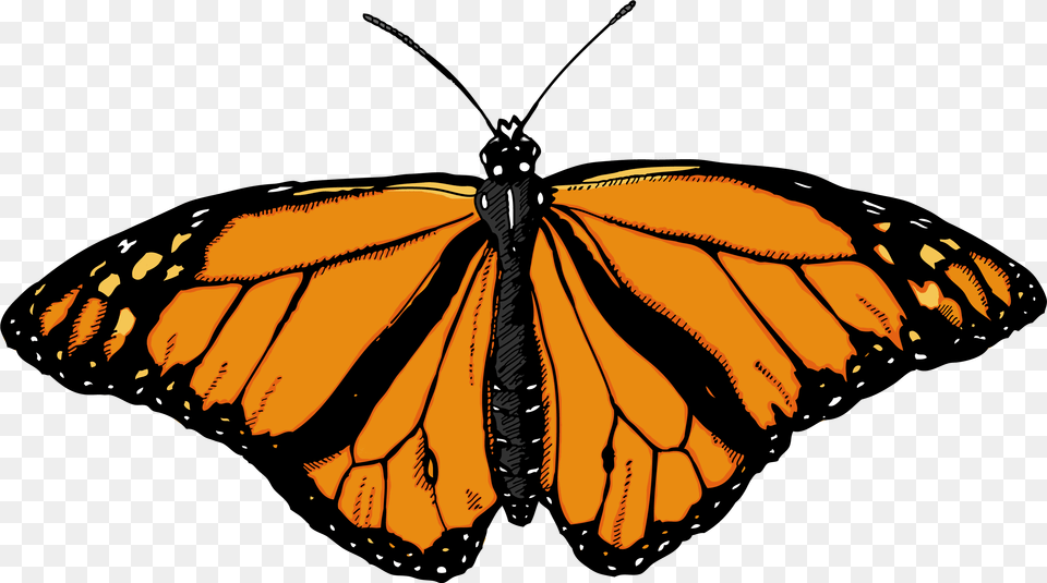 Butterfly Image Butterflies With White Background, Animal, Insect, Invertebrate, Monarch Free Transparent Png