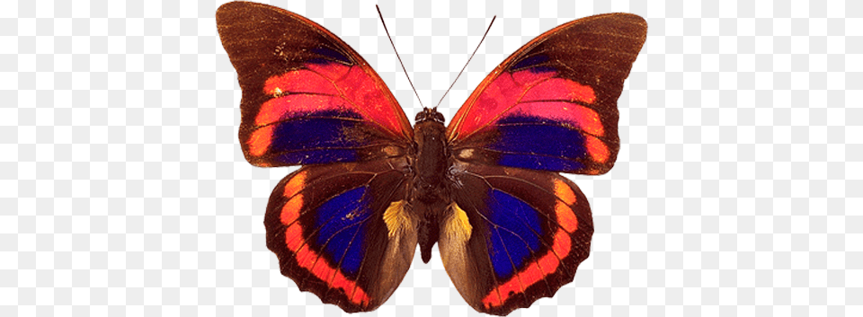 Butterfly Image Butterfly, Animal, Insect, Invertebrate Free Png