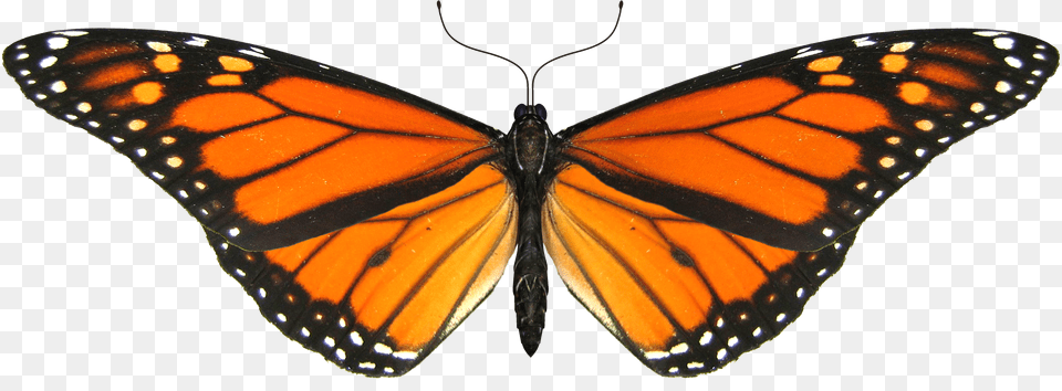 Butterfly Image Butterfly Background, Animal, Insect, Invertebrate, Monarch Free Transparent Png