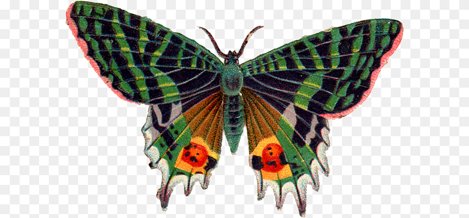 Butterfly Image Hd Butterfly, Animal, Insect, Invertebrate, Moth Free Png Download