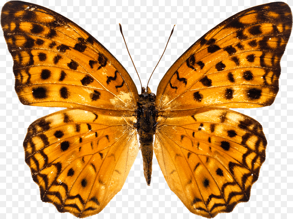 Butterfly Image Picture Download Orange Sting Free Png