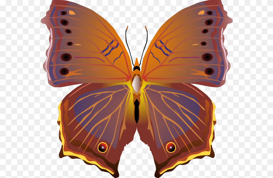 Butterfly Images Vector, Animal, Insect, Invertebrate, Person Png