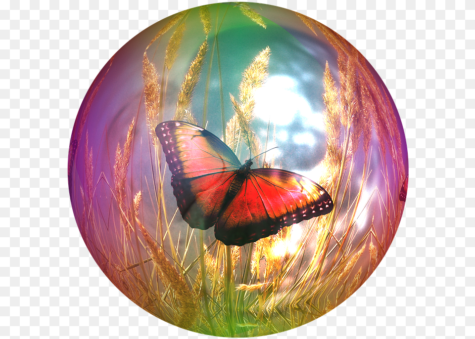 Butterfly In A Bubble, Photography, Sphere, Fisheye, Person Free Png