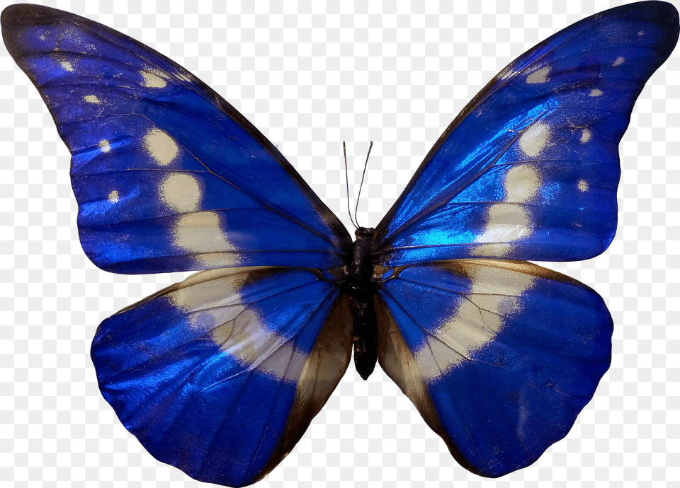 Butterfly In Blue Color Free Transparent Png