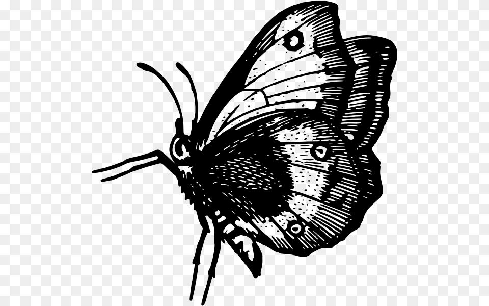 Butterfly In Flight Butterfly, Gray Png Image