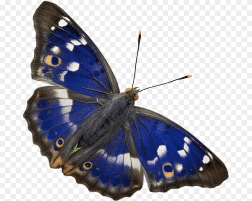 Butterfly Insect, Animal, Invertebrate, Moth Png