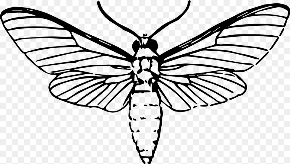 Butterfly Insect Drawing African Deaths Head Hawkmoth Gray Free Transparent Png
