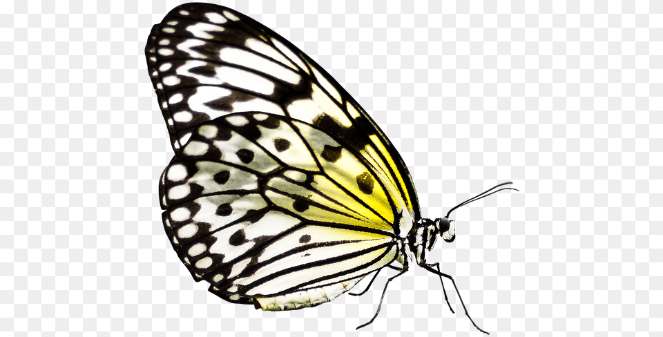 Butterfly Insect Wing Nature Flying Probe Butterfly, Animal, Invertebrate, Monarch Free Png