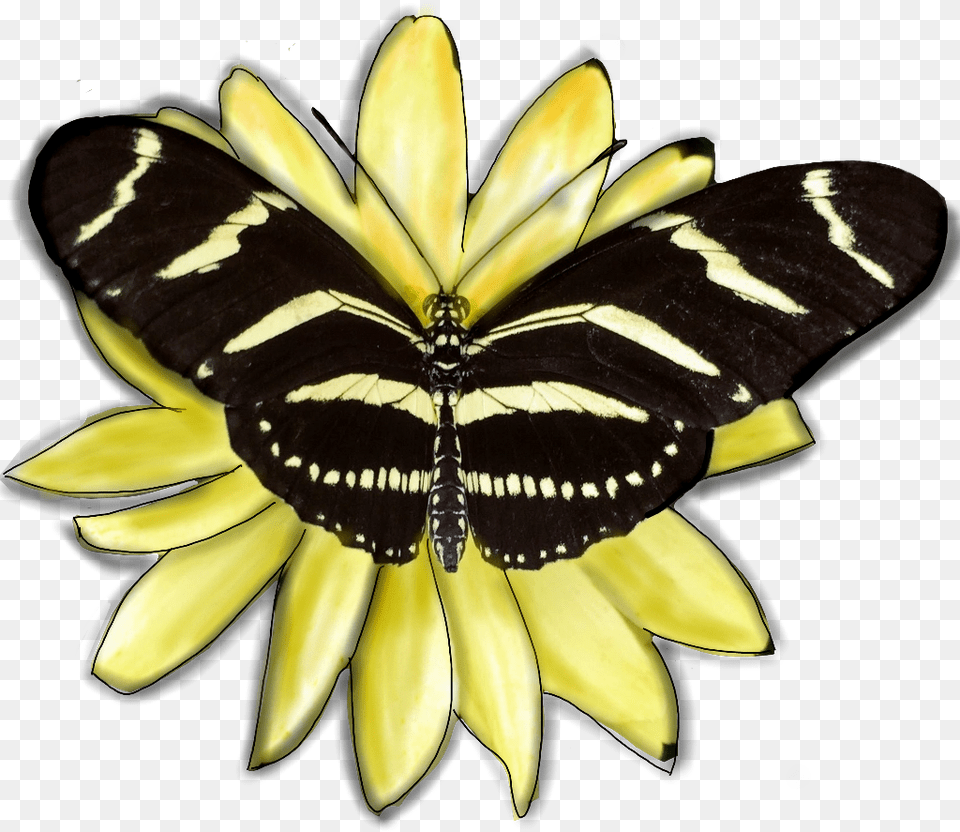 Butterfly Insect Wings Yellow Black Flower Edited Lycaenid, Petal, Plant, Animal, Invertebrate Free Png