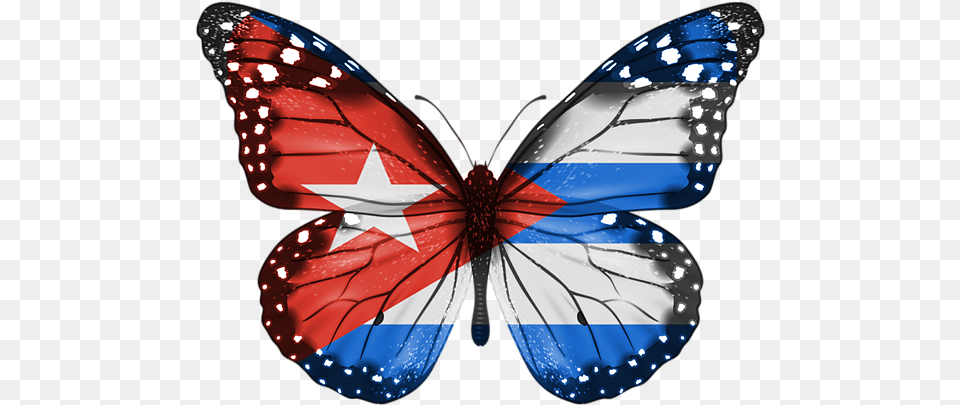 Butterfly Isolated, Animal, Insect, Invertebrate Free Png
