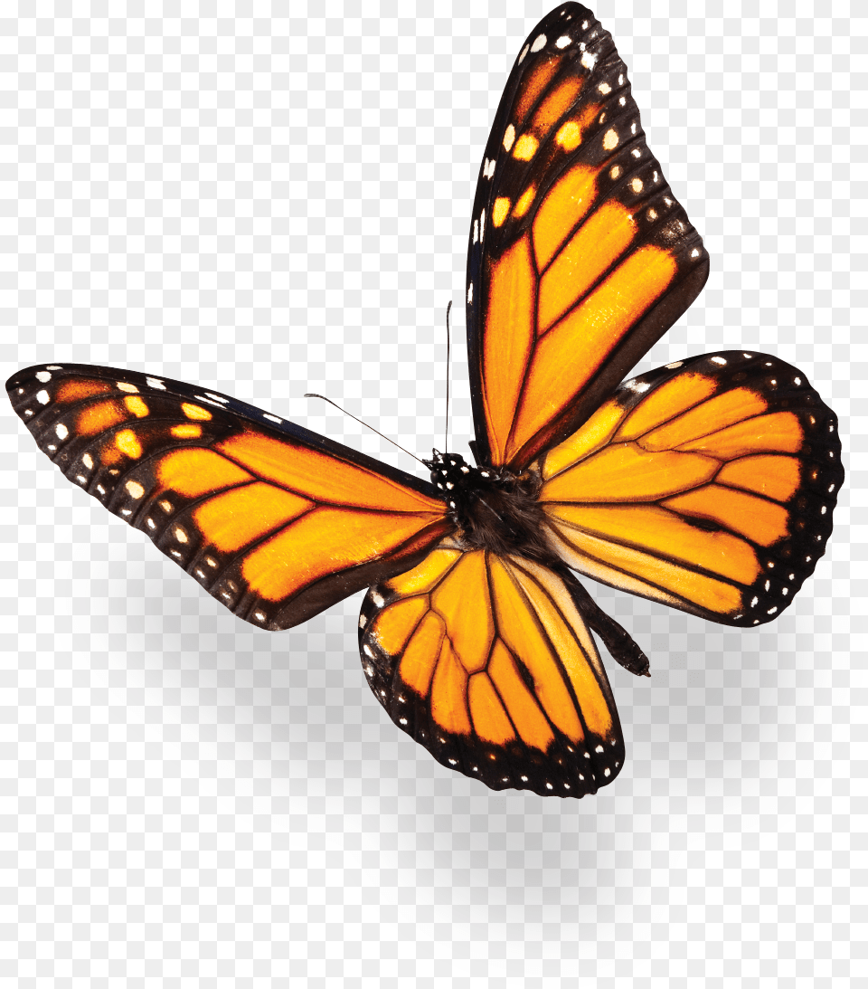 Butterfly Konfest, Animal, Insect, Invertebrate, Monarch Png Image