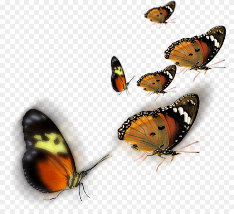 Butterfly Krishna For Photoshop, Animal, Fish, Sea Life, Insect Free Png Download