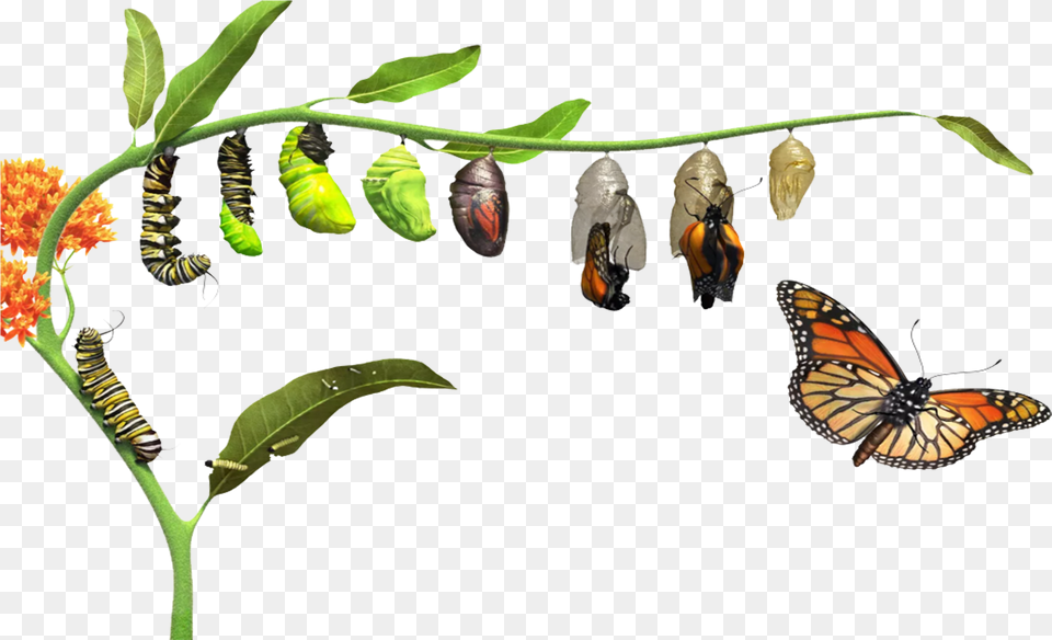 Butterfly Life Cycle Butterfly Life Cycle, Animal, Insect, Invertebrate, Monarch Free Png